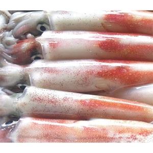 ふるさと納税 新温泉町 兵庫県新温泉町　白イカ(冷凍)約3kg(10-16杯程度入)