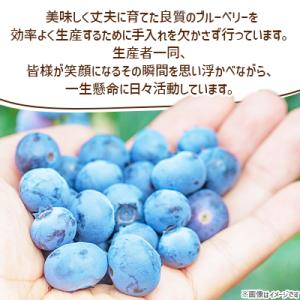ふるさと納税 六ヶ所村 【先行予約】ブルーベリ...の詳細画像1