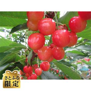 【さとふる限定】さくらんぼ「佐藤錦」(M～L　約500g×1パック)
