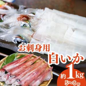 刺身用白いか(剣先いか)(令和8年6月下旬以降の発送)