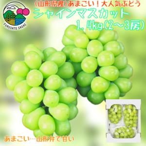 あまごい!シャインマスカット 1.4kg (2～3房)2026年産 山形県産