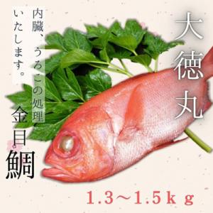 脂たっぷり!【三崎水揚げ】金目鯛