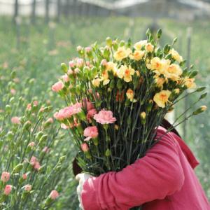 ふるさと納税 佐世保市 母の日ギフト 花農家直...の詳細画像2