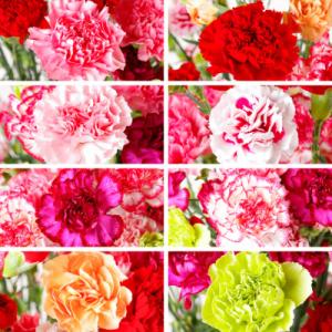 ふるさと納税 佐世保市 母の日ギフト 花農家直...の詳細画像3