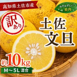 【訳あり】土佐文旦 家庭用 (M～5L混合サイズ) 約10kg