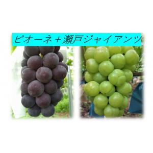 ふるさと納税 岡山市 【2026年9月上旬より順次発送】ニューピオーネ1房600g以上・瀬戸ジャイアンツ1房600g以上