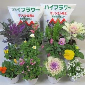 ふるさと納税 羽生市 ハイフラワーの季節の寄せ...の詳細画像1
