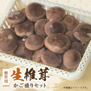 贈答品用椎茸かご盛りセット