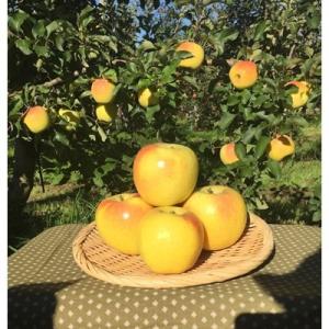 沼田市 ふるさと納税 【沼田市りんご組合】りんご(ぐんま名月)約5kg　群馬県沼田市｜y-sf