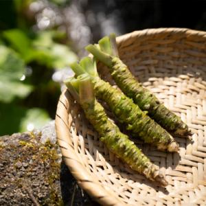 ふるさと納税 津和野町 島根わさび(生)150g(2〜3本)・おろし器付