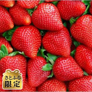 ふるさと納税 久留米市 【さとふる限定】2026年2月〜発送開始 福岡県産あまおう4パック