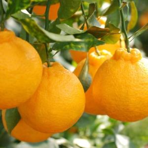 ふるさと納税 由良町 【お味濃厚】紀州有田産の...の詳細画像1