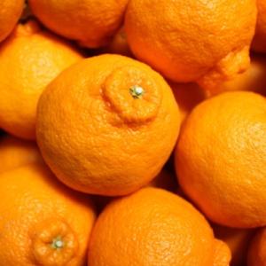 ふるさと納税 由良町 【お味濃厚】紀州有田産の...の詳細画像2