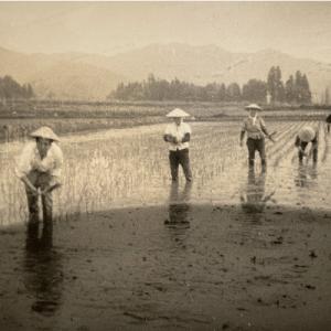 ふるさと納税 南魚沼市 【R7年産】 5kg ...の詳細画像2