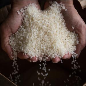 ふるさと納税 南魚沼市 【R7年産】 5kg ...の詳細画像3