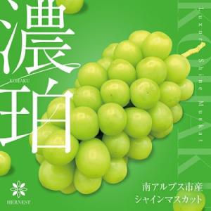 濃珀～KOHAKU～南アルプスの高級シャインマスカット　2房~3房　約1.2kg