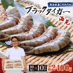 魚兵水産こだわりのブラックタイガー海老　 10尾10パック(計2400g程度)
