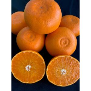 ふるさと納税 湯浅町 せとか　家庭用　3kg　М〜2Lサイズ　混合