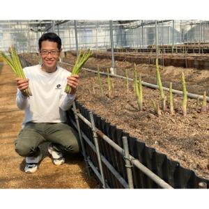 カトちゃん農園のアスパラガス(さぬきのめざめロング)春芽1kg