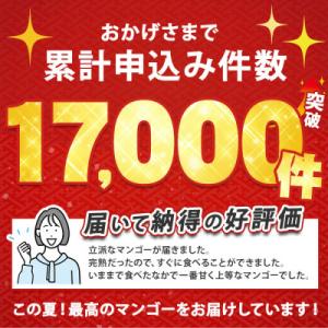 ふるさと納税 マンゴー 指宿市 【2026年発...の詳細画像1