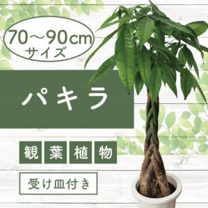 ふるさと納税 指宿市 5月下旬〜発送【観葉植物】パキラ70cm〜90cm(014-1445)