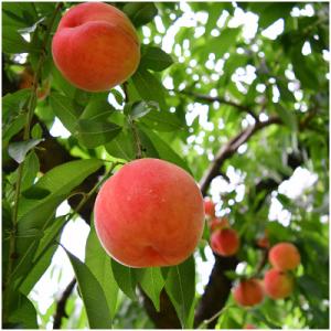 山形県 ふるさと納税 ※数量・期間限定※<山形県産白桃>　品種・玉数おまかせ 約3kg｜y-sf