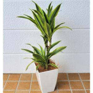 ドラセナ レモンライムの商品一覧 通販 Yahoo ショッピング