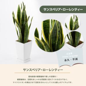 ふるさと納税 指宿市 【観葉植物】サンスベリア...の詳細画像1