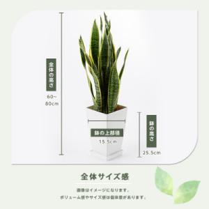 ふるさと納税 指宿市 【観葉植物】サンスベリア...の詳細画像2