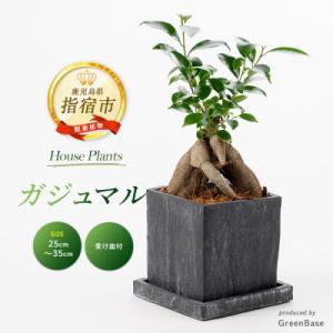 ふるさと納税 2026年1月中旬〜発送【観葉植物】パンダガジュマル85cm