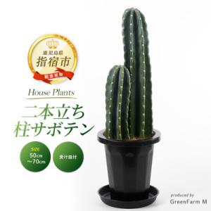 SALE！　弁慶柱、サボテン、柱サボテン 人工観葉植物柱サボテン 弁慶柱 : 京都フラワーサービス - 通販