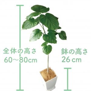 ふるさと納税 指宿市 【観葉植物】ウンベラータ...の詳細画像1