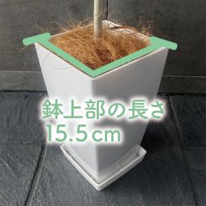 ふるさと納税 指宿市 【観葉植物】ウンベラータ...の詳細画像2