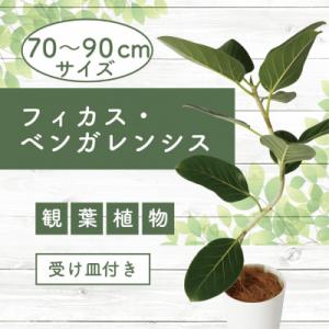 ふるさと納税 指宿市 【観葉植物】フィカス・ベン...の商品画像