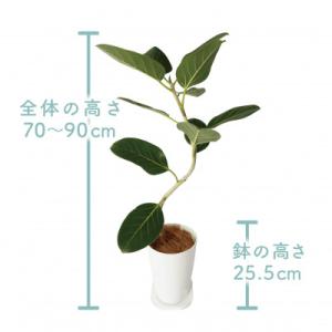 ふるさと納税 指宿市 【観葉植物】フィカス・ベ...の詳細画像1