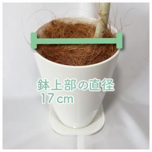 ふるさと納税 指宿市 【観葉植物】フィカス・ベ...の詳細画像2