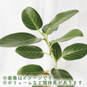 ふるさと納税 指宿市 【観葉植物】フィカス・ベ...の詳細画像3