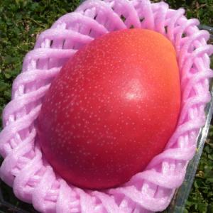 宮崎市 ふるさと納税 完熟!宮崎マンゴー【特秀、大玉4Lサイズ約600g】1玉化粧箱入り｜y-sf