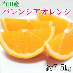 ふるさと納税 有田川町 【国産】有田産バレンシアオレンジ約7.5kg(M〜2Lサイズおまかせ)【有田川町】