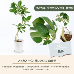 ふるさと納税 指宿市 【観葉植物】フィカス・ベ...の詳細画像1