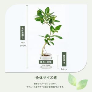 ふるさと納税 指宿市 【観葉植物】フィカス・ベ...の詳細画像2