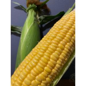 長沼町 ふるさと納税 ≪北海道長沼町産≫とうもろこし(ゴールドラッシュ) 10本セット【8月中旬より発送開始】｜y-sf