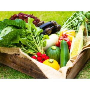 ふるさと納税 阿蘇市 季節のお野菜セットと阿部牧場のASOMILK&amp;飲むヨーグルトのセット