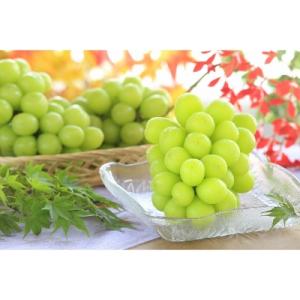 【南信州産】シャインマスカット 秀品　約2kg(3～5房)【2026年9月中旬～順次発送】