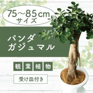 ふるさと納税 指宿市 【観葉植物】パンダガジュマル8号鉢(055-1452)