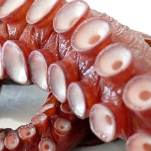 ふるさと納税 興部町 オホーツク沙留産タコ足(1kg前後)