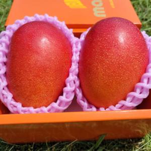 完熟!宮崎マンゴー約1kg【特秀大玉3Lサイズ】2玉化粧箱入り