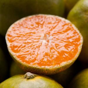 ふるさと納税 日高町 <10月より発送>たっぷり訳あり早採り有田みかん5kg+150g(傷み補償分)【光センサー選果】