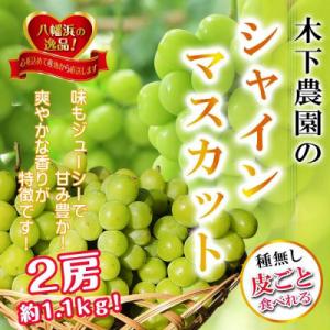 ふるさと納税 八幡浜市 2025年9月中旬発送開始　木下農園のぶどう「シャインマスカット」2房 【D39-19】