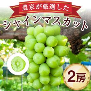 農家が厳選したシャインマスカット2房詰め合わせ